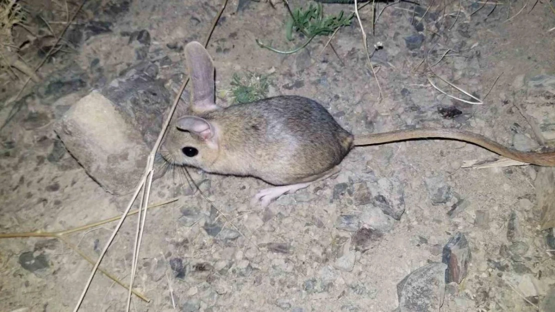 Erzincan'da kanguru faresine benzeyen Arap tavşanı görüntülendi