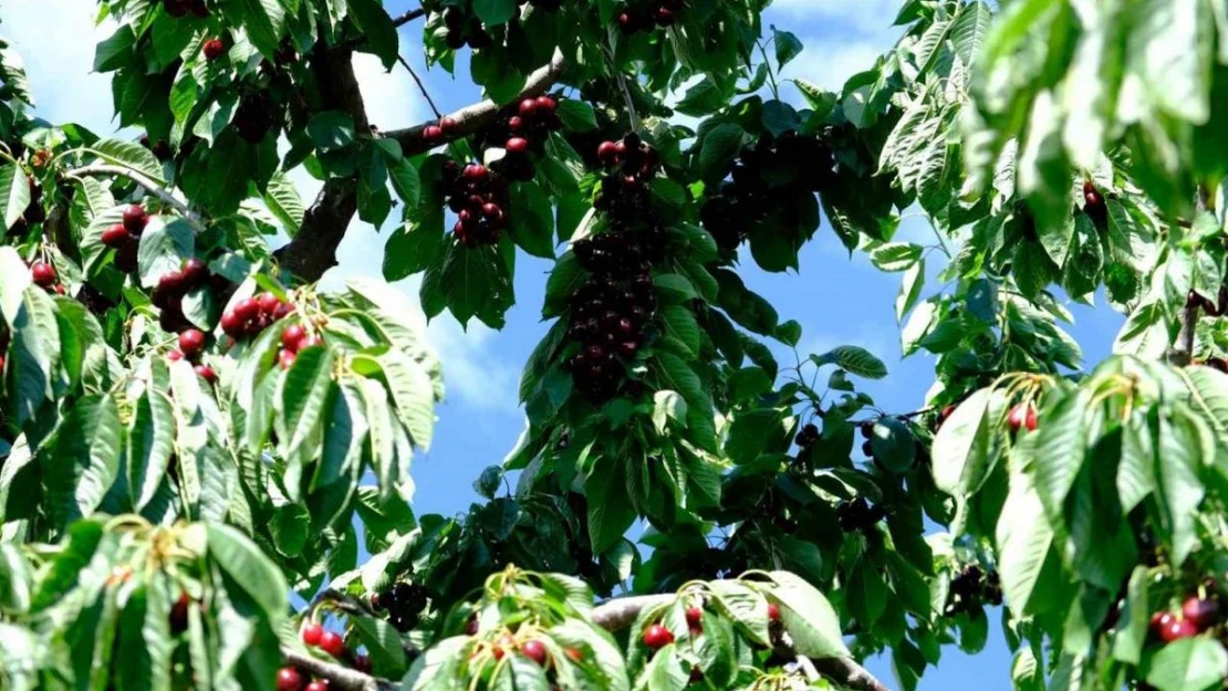 Erzincan'da kiraz ağacından düşme vakaları arttı