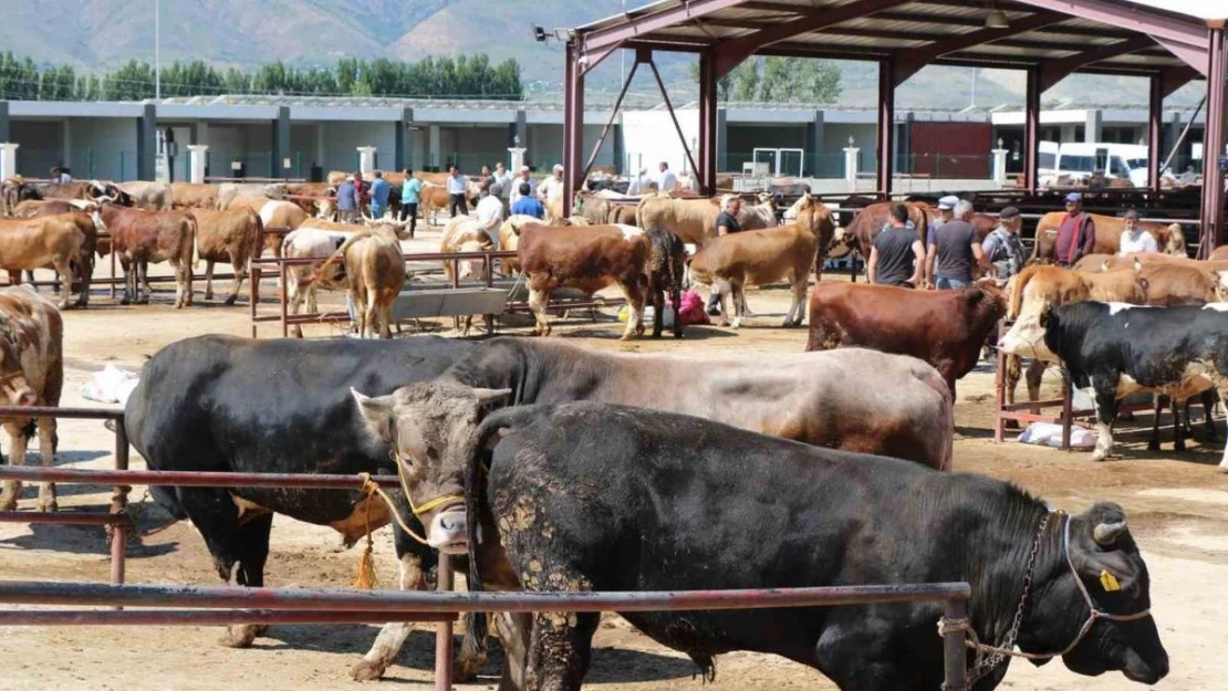 Erzincan'da kurban hareketliliği hız aldı