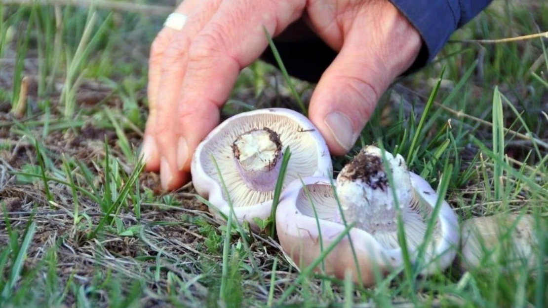 Erzincan'da mantar sezonu başladı