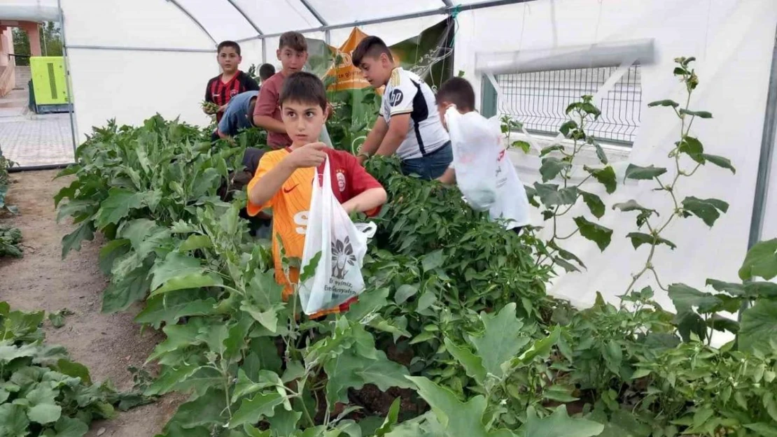 Erzincan'da minik öğrenciler sebze hasadına başladı