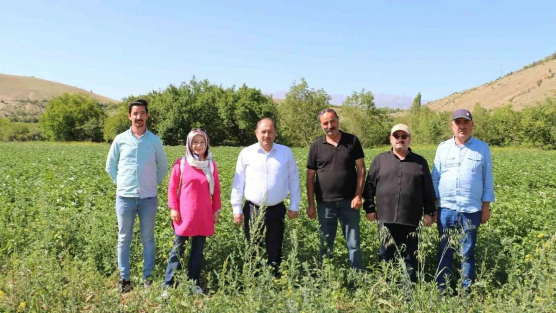 Erzincan'da patates projesi başarıyla uygulanıyor