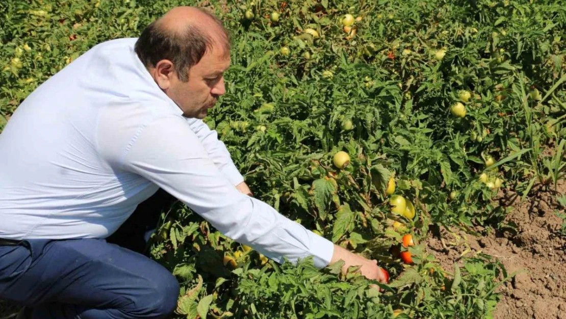 Erzincan'da sanayi tipi domates yetiştiriciliği gelişiyor