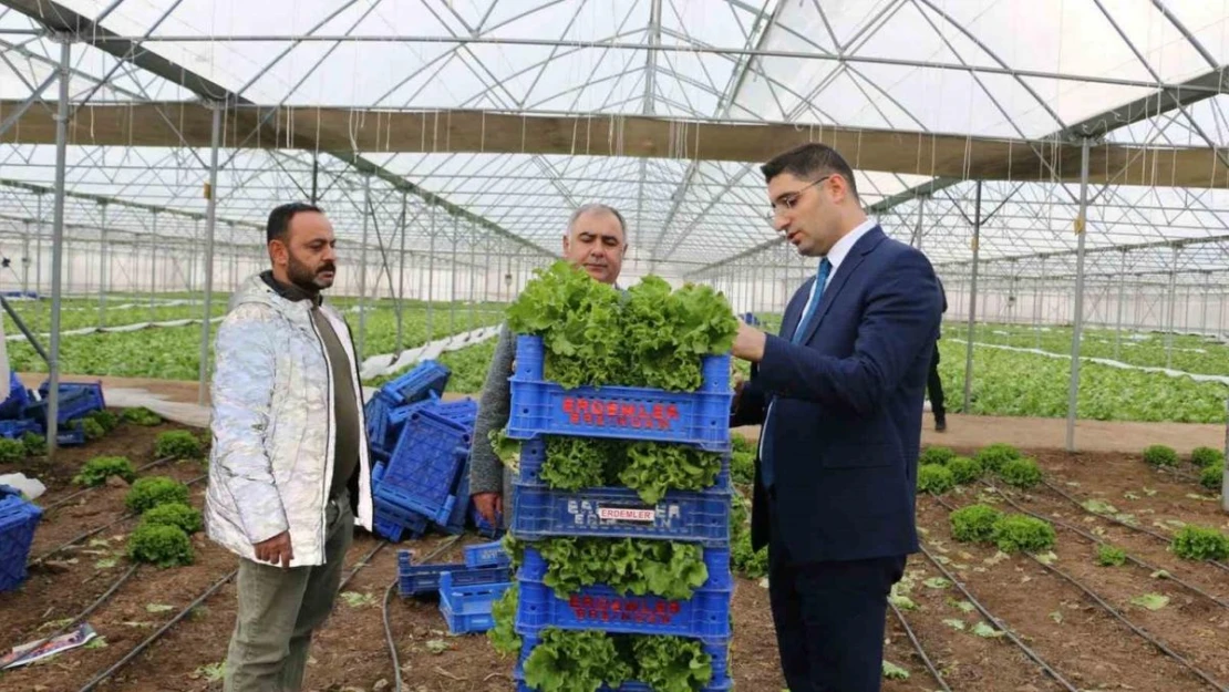 Erzincan'da seralarda ocak ayında marul hasadı sürüyor