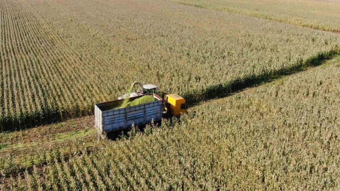 Erzincan'da silajlık mısırın hasadı yapılıyor