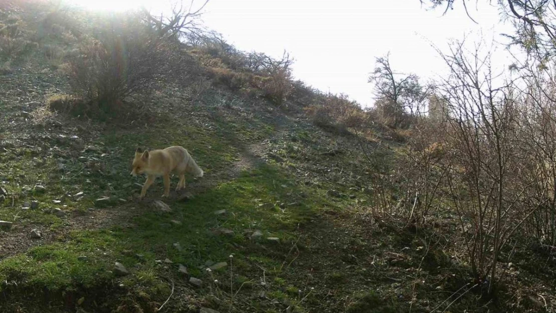 Erzincan'da yaban hayat fotokapanlarla görüntülendi