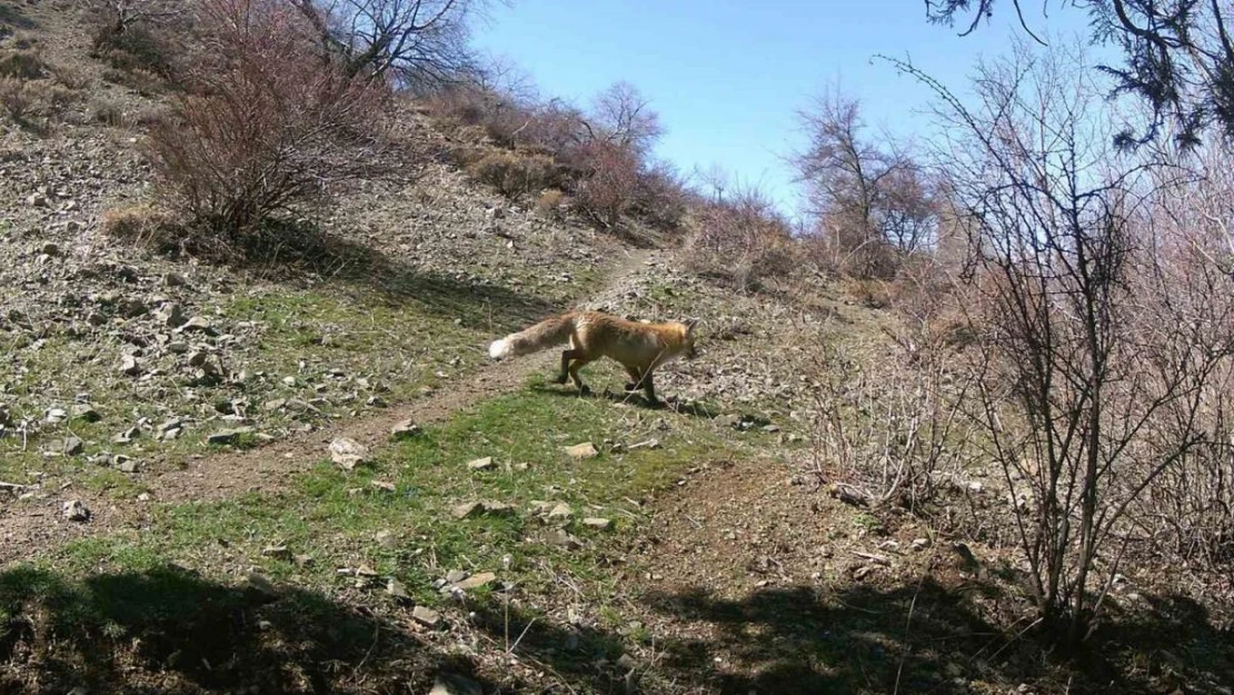 Erzincan'da yaban hayatı fotokapanlara yansıdı