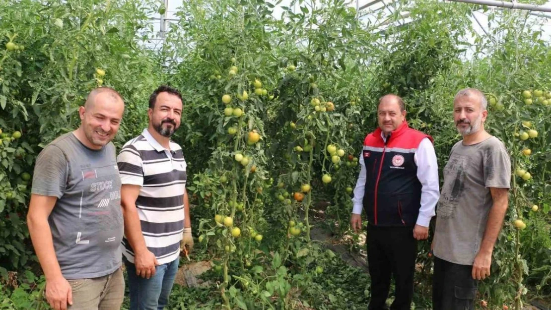 Erzincan, domates ve salatalıkta bölgeyi besliyor