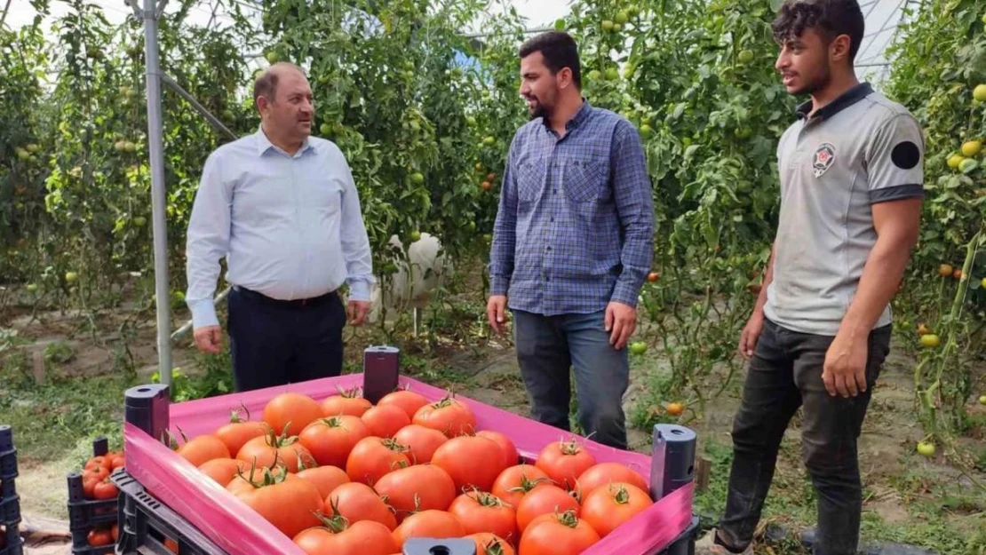 Erzincan domatesi çevre illerde sofraları süslüyor