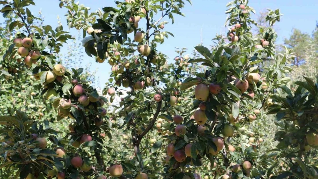 Erzincan Ovası bu yıl yüksek rekolte ile çiftçinin yüzünü güldürüyor