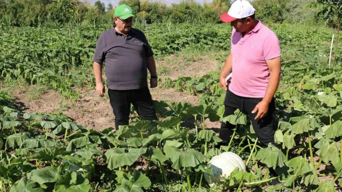 Erzincan tarım sektörü, renkli görüntülere sahne oluyor