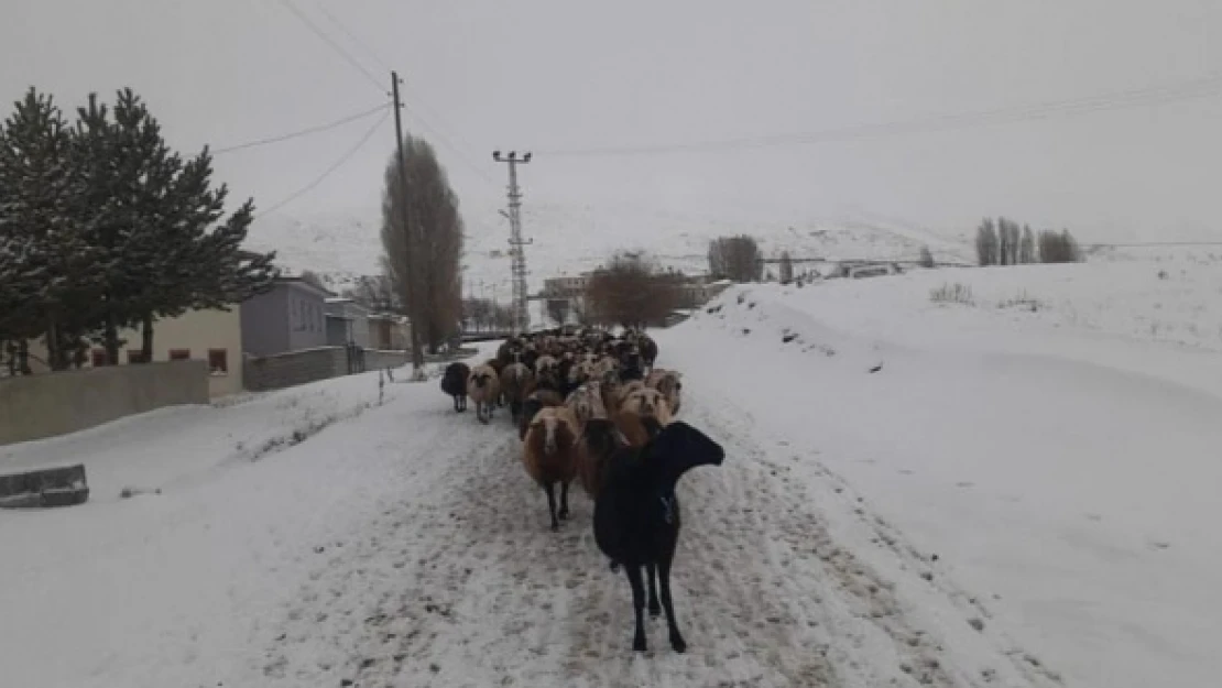 Erzincan'da etkisini gösteren kar yağışı koyunları da zorladı