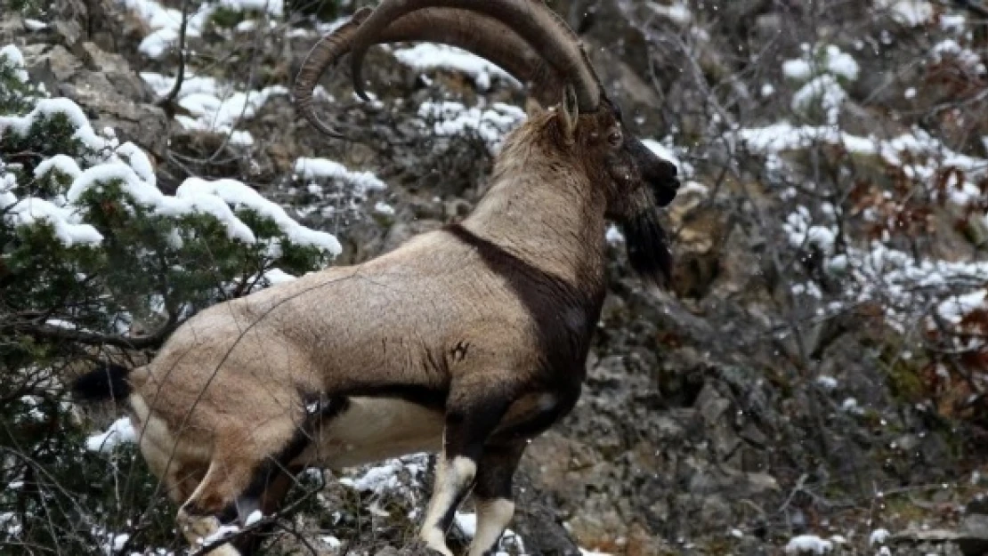 Erzincan'da kaçak avlanmaya rekor ceza!