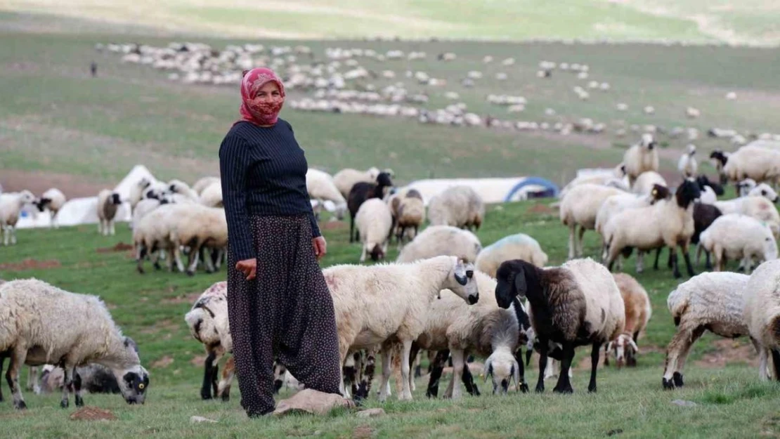 Erzurum'da 3 bin rakımda 3 yüz çadır kurulu