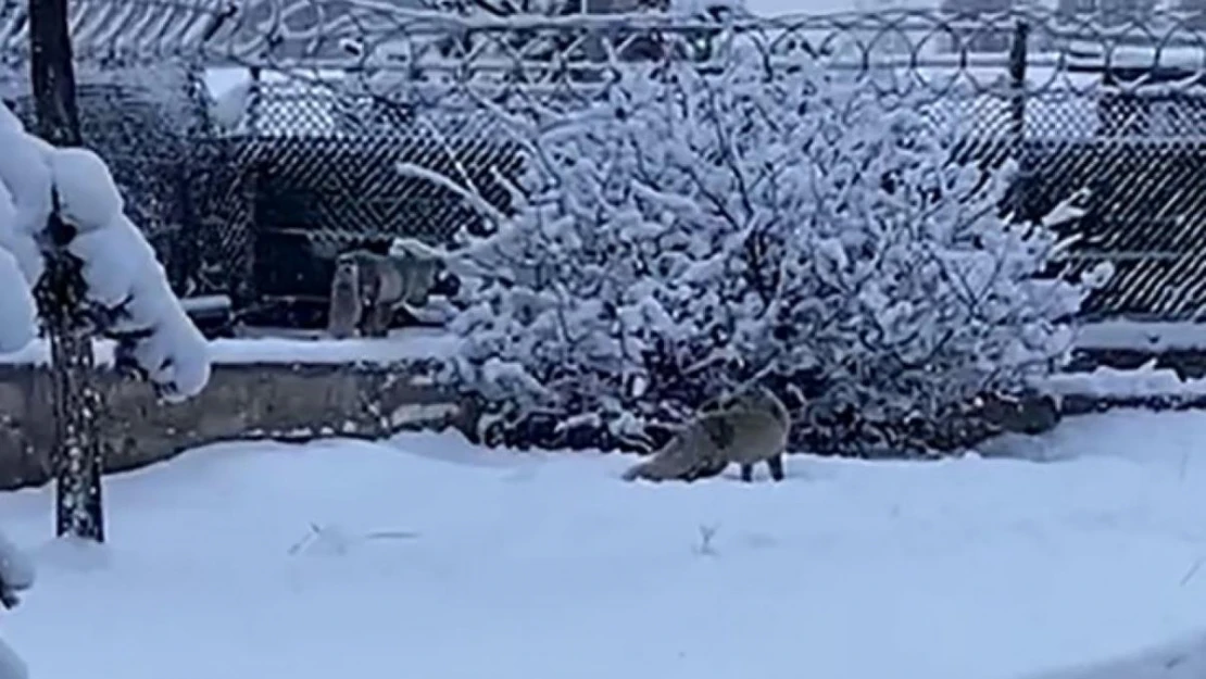 Erzurum'da aç kalan tilkiler kent merkezine indi