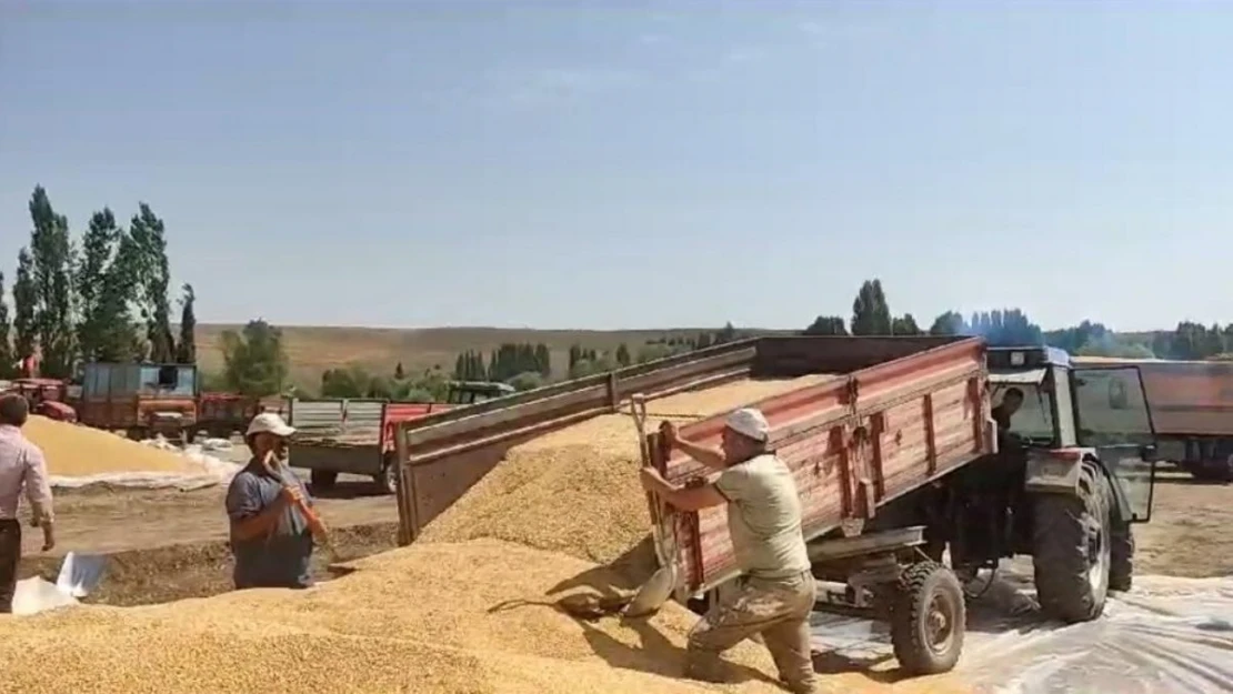 Erzurum'da hububat hasadı sürüyor