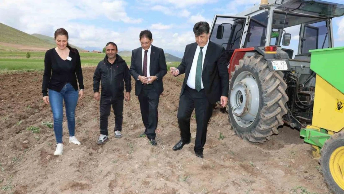 Erzurum'da ilk defa mor patates ekimi yapıldı