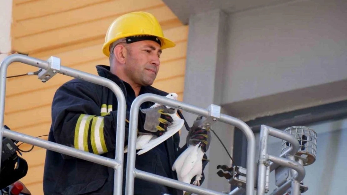 Erzurum'da itfaiyecilerin güvercin operasyonu