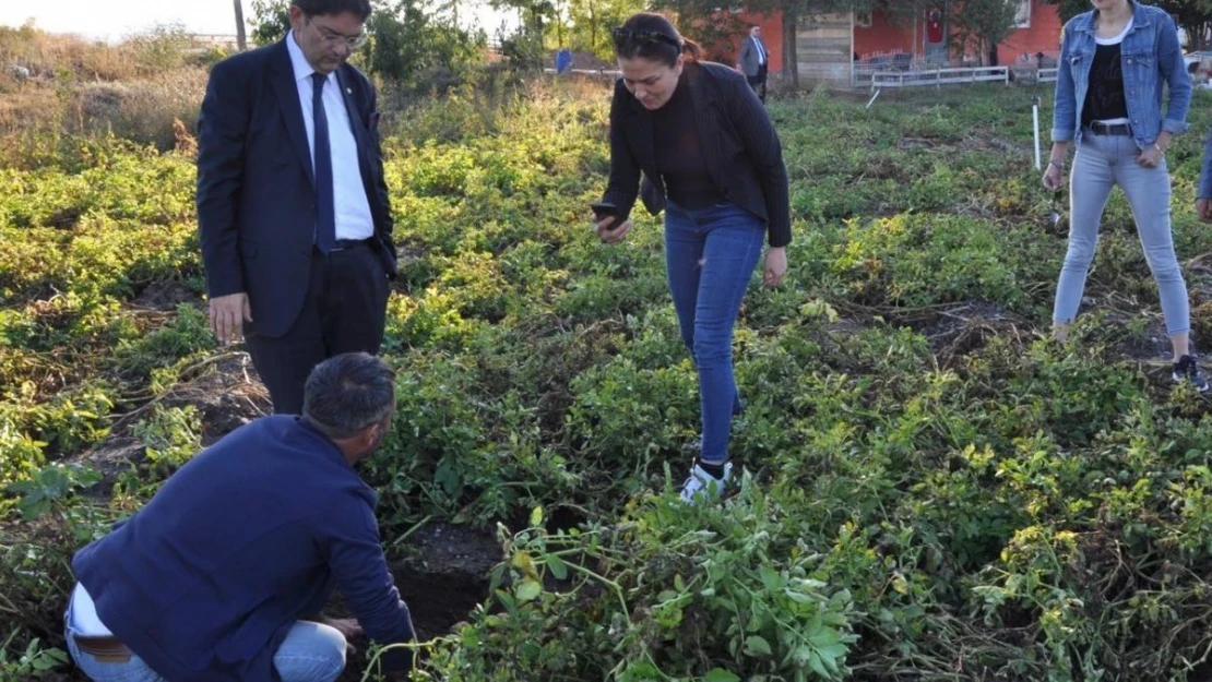 Erzurum'da mor patates ekilecek