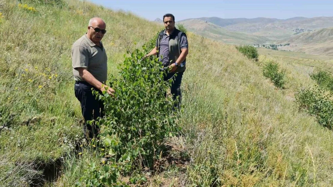 Erzurum Orman Bölge Müdürü Ayatay, Ağrı'da