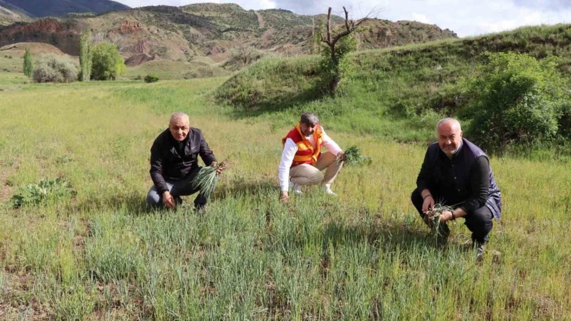 Erzurum'un dağlarında yemlik bereketi