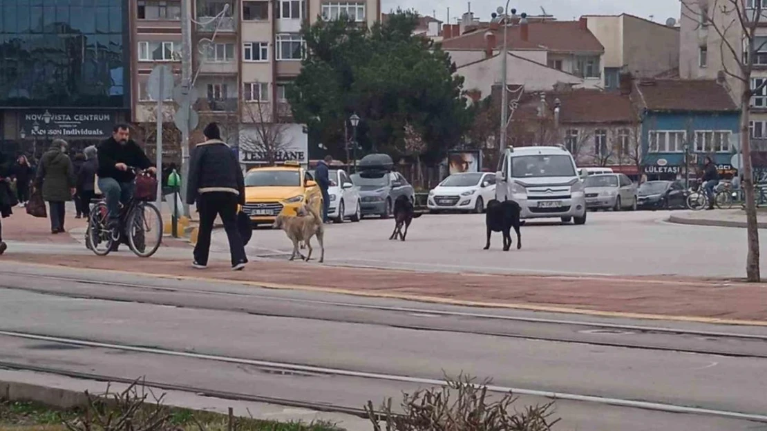 Eskişehir'de başıboş köpekler çevreye endişe veriyor