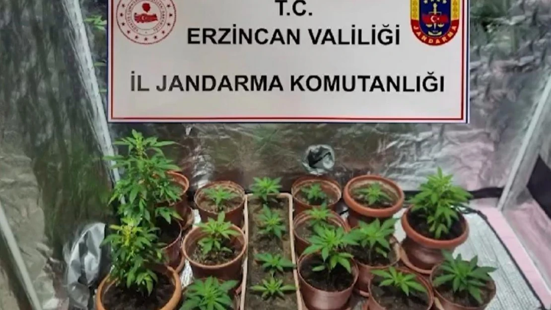 Evinde Hint keneviri yetiştiren 1 kişi gözaltına alındı