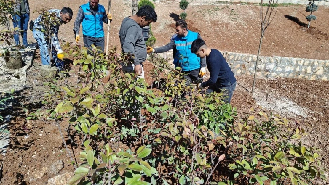 Eyyübiye'de ağaçlandırma ve yeşillendirme çalışmaları sürüyor