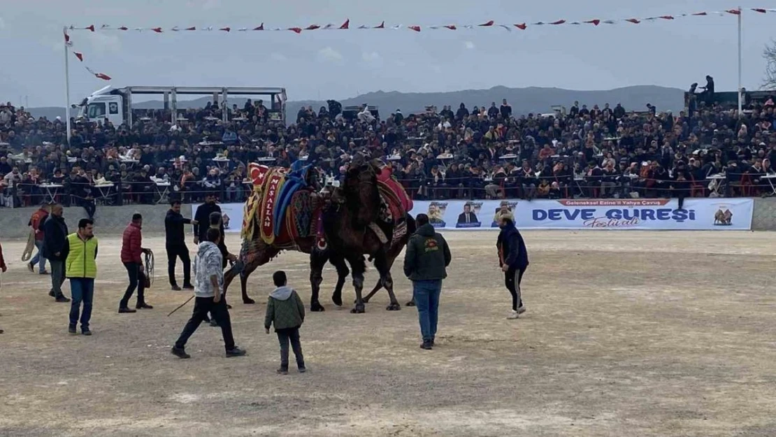 Ezine'de deve güreşleri nefes kesti