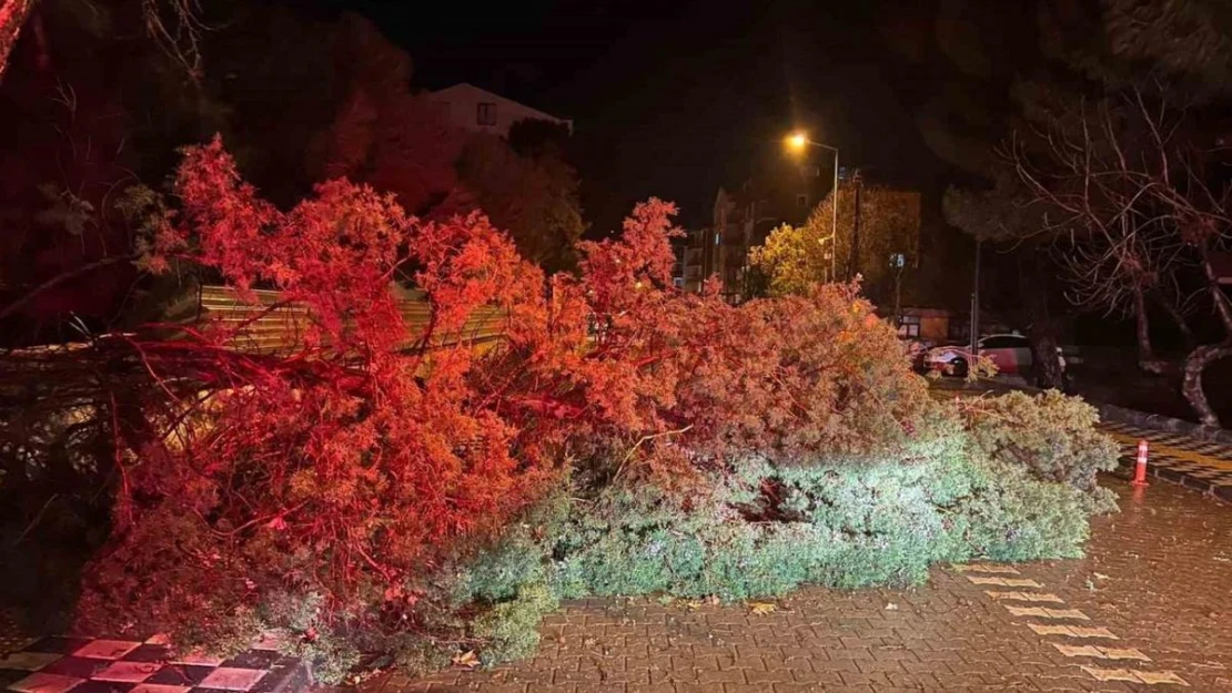 Ezine'de fırtına nedeniyle ağaç devrildi, kapanan yol belediye ekiplerince açıldı