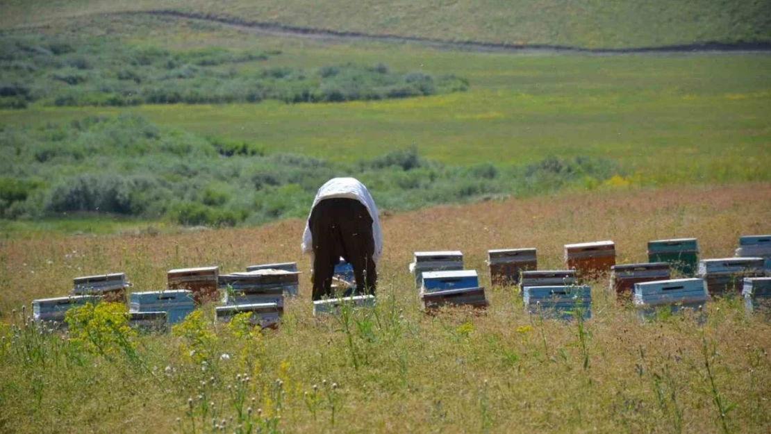 Faraşin ve Avaspi yaylaları 40 bin arılı kovana ev sahipliği yapacak