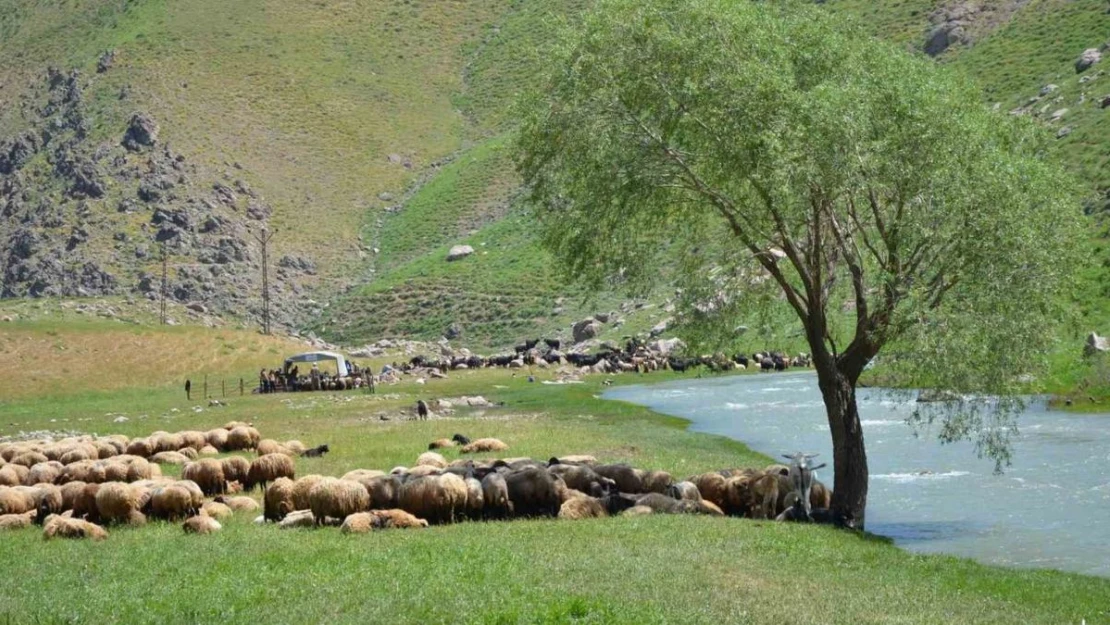 Faraşin Yaylasına ulaşan göçerler, ilk süt sağımını yaptı