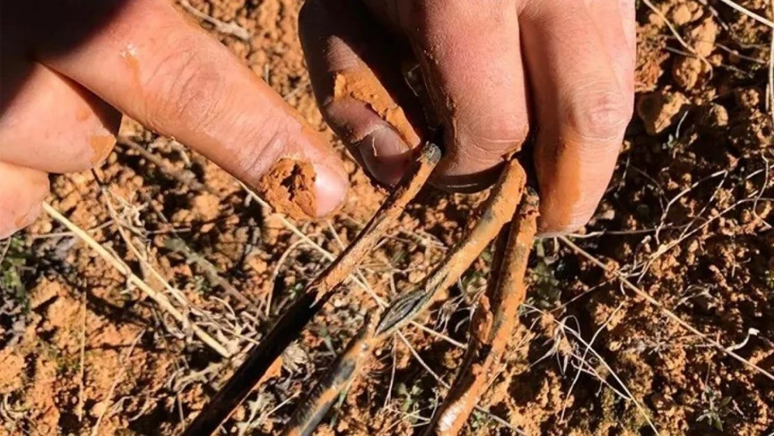 Fareler güneş tarlalarına zarar verdi