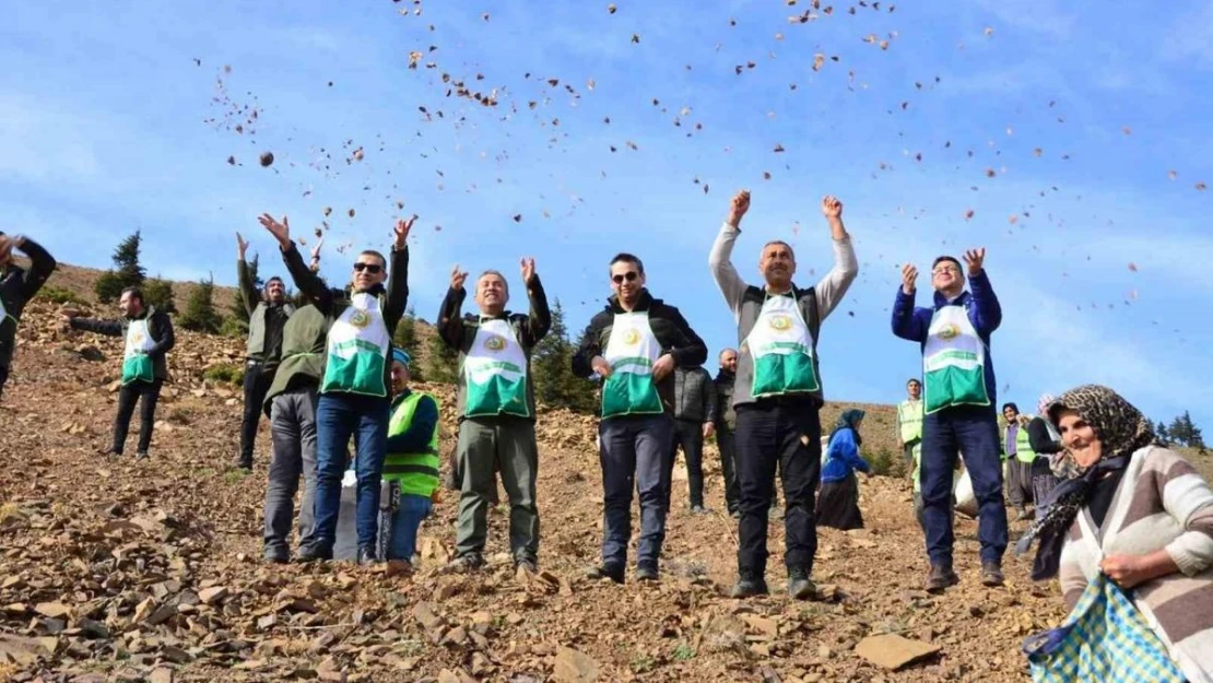 Feke'de 200 hektar alan sedir tohumu ile buluştu