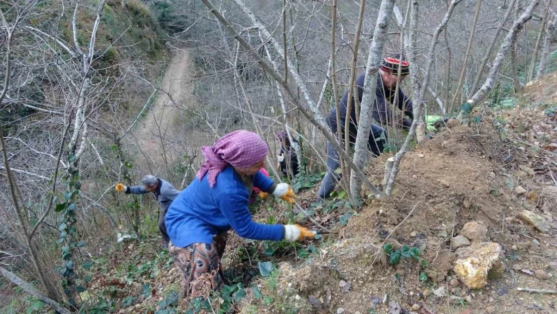 Fındık üreticilerinin kışlık bakım mesaisi başladı