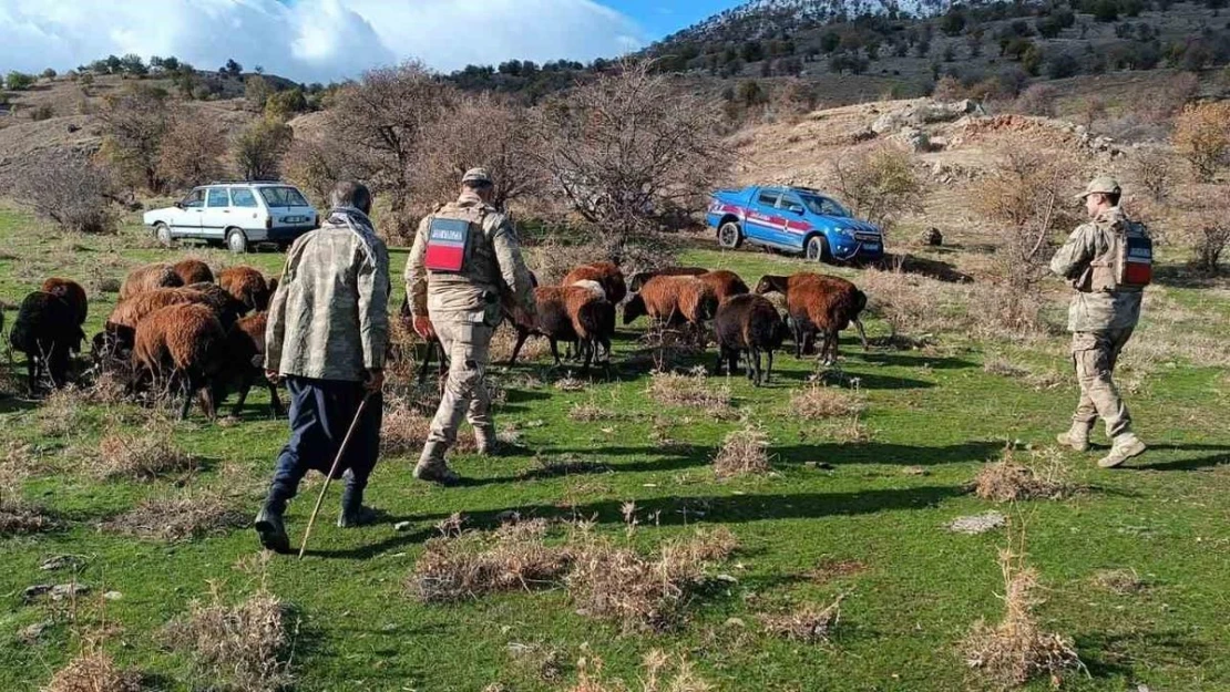 Fırtınada kaybolan koyunlar jandarma tarafından bulundu