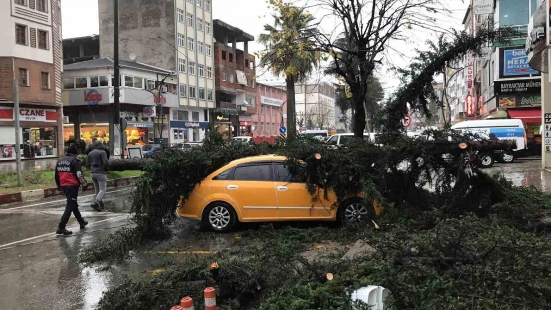 Fırtınanın devirdiği ağaç taksilere zarar verdi