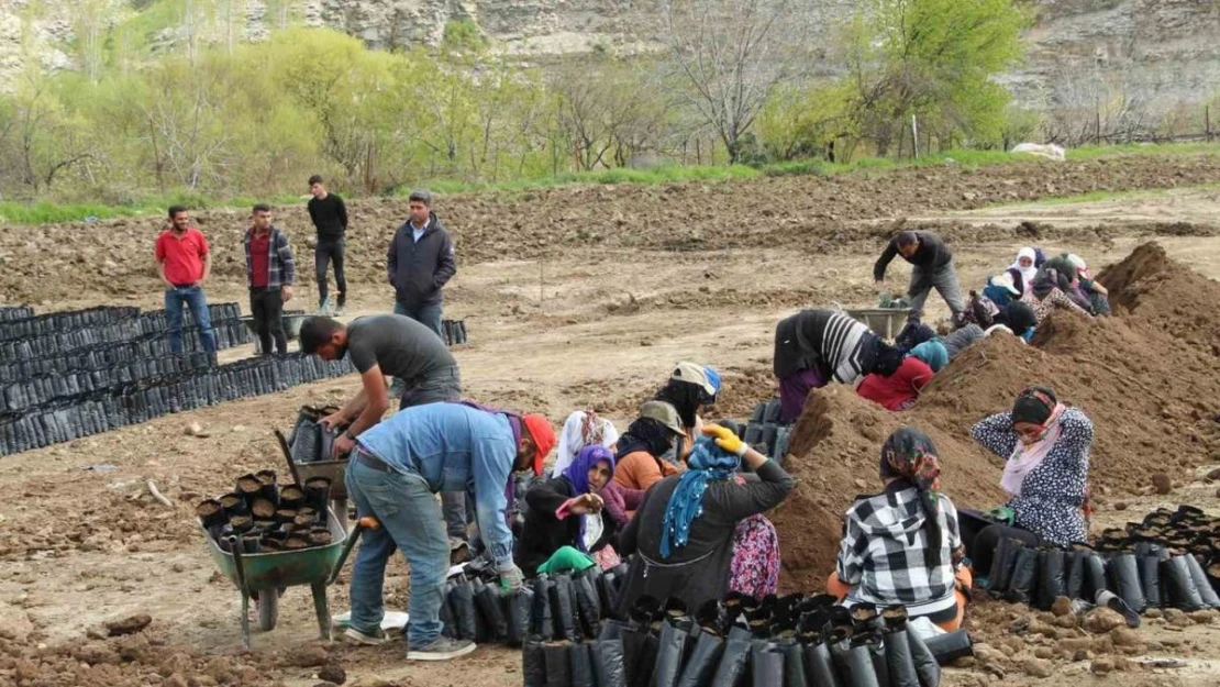 Fıstık fidanı üretim tesisi 50 kadına ekmek kapısı oldu