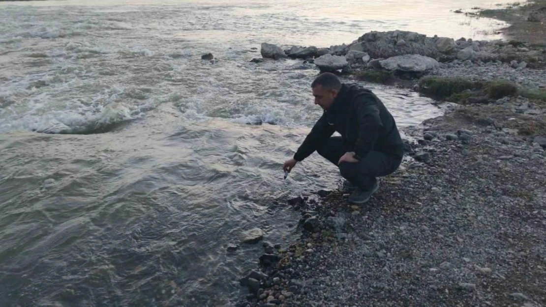 Fizyolojik uyum süreçlerini tamamlayan Van Gölü'nün incilerinin zorlu yolculuğu başladı