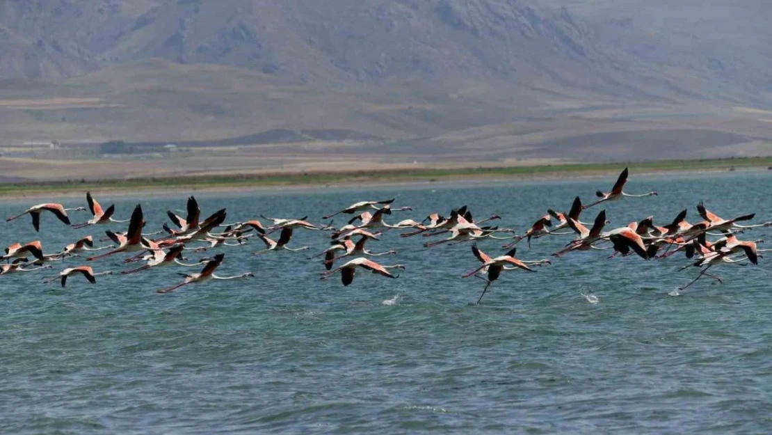 Flamingolar kuraklığa rağmen Erçek Gölü'nde