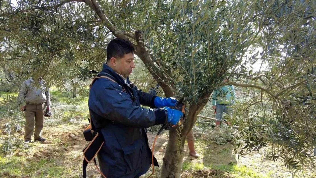 Foça'da zeytin ağaçlarında budama başladı