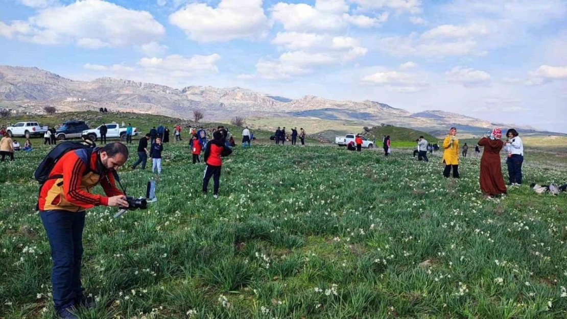 Gegrer'deki doğal nergis tarlasına ziyaretçi akını