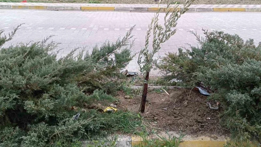 Gelecek nesillere daha yeşil bir mahalle bırakacaklar