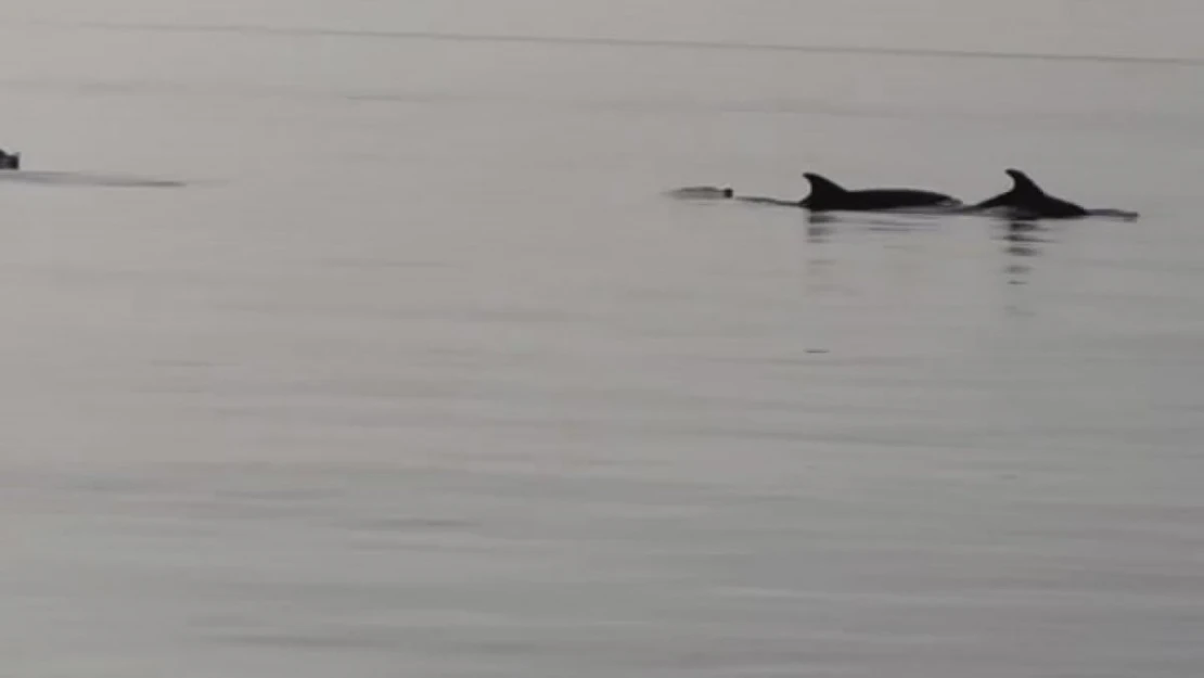 Gemlik'te yunuslar görsel şölen oluşturdu