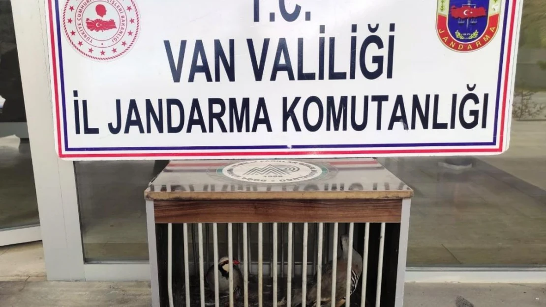 Gevaş'ta kafes avcılığı yapan 1 kişi jandarmaya takıldı