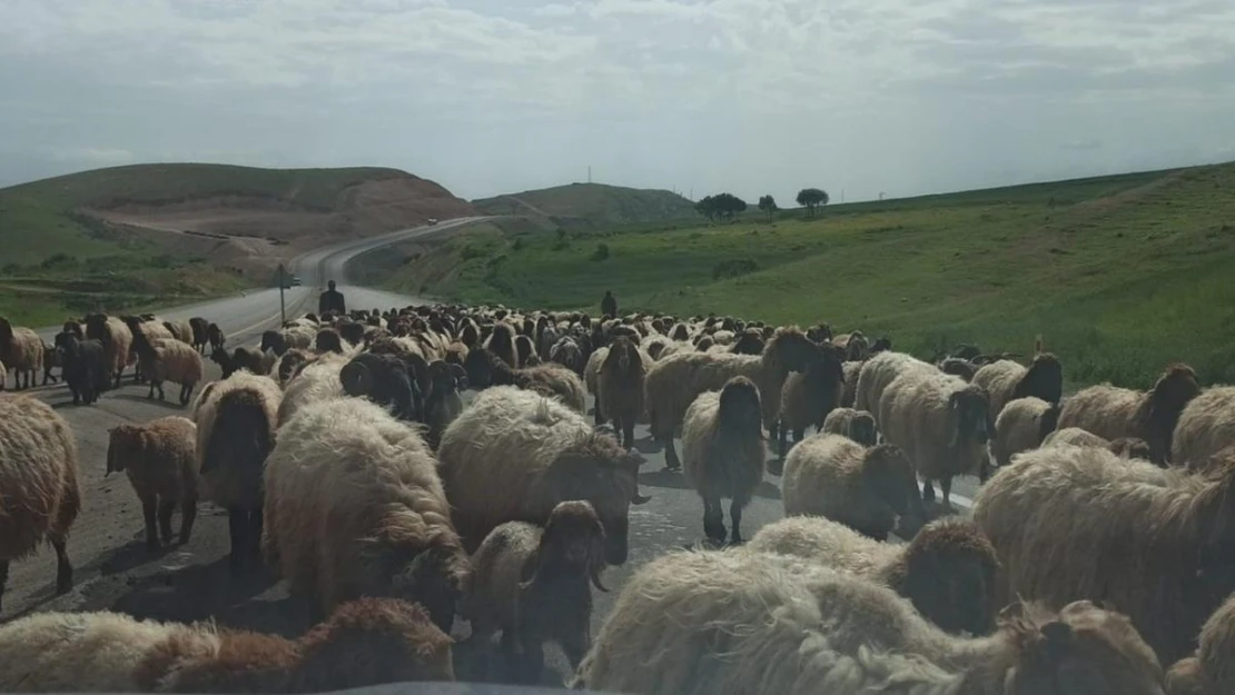 Göçerlerin zorlu yayla yolculuğu devam ediyor