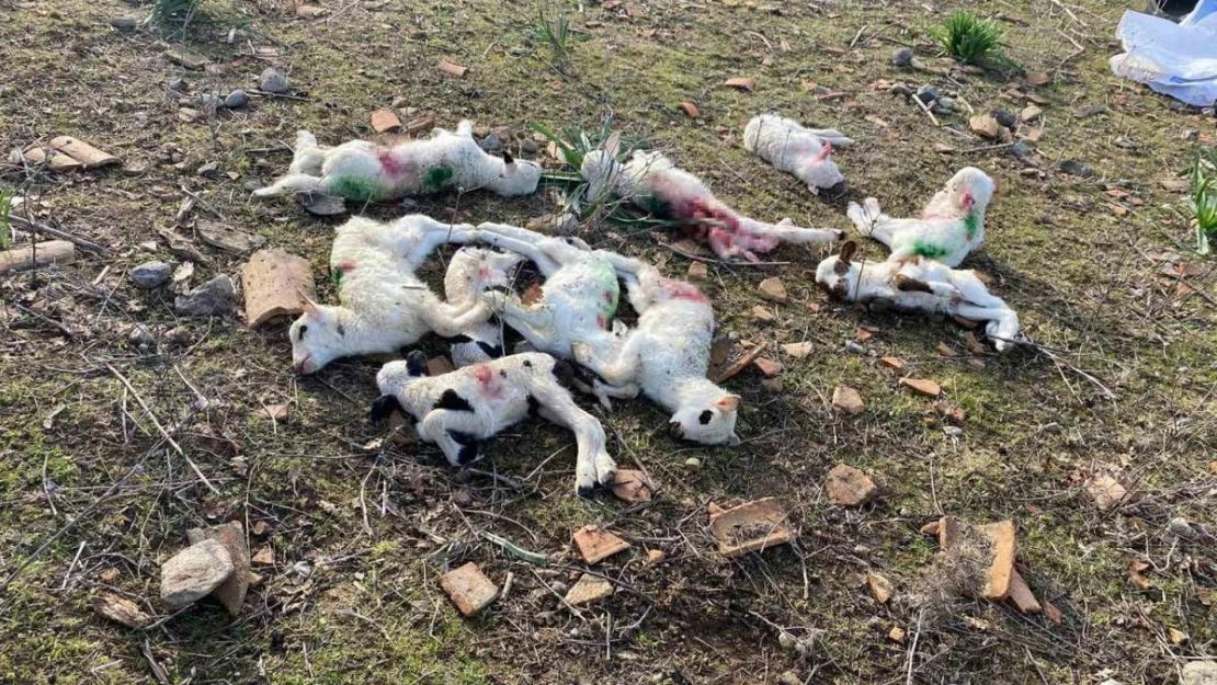 Gökçeada'da sokak köpekleri ağıla saldırdı, kuzuları telef etti