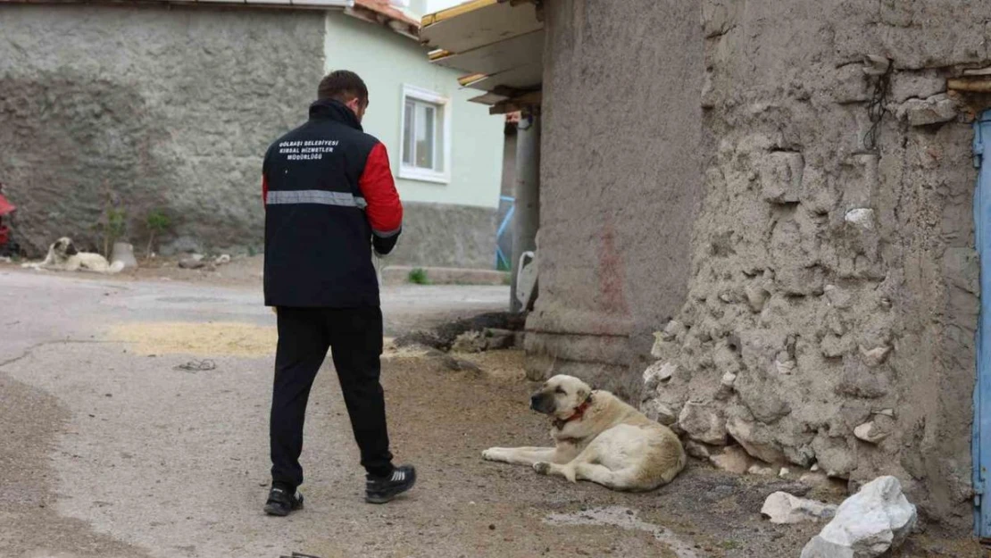 Gölbaşı Belediyesi sokak hayvanlarını aşıladı