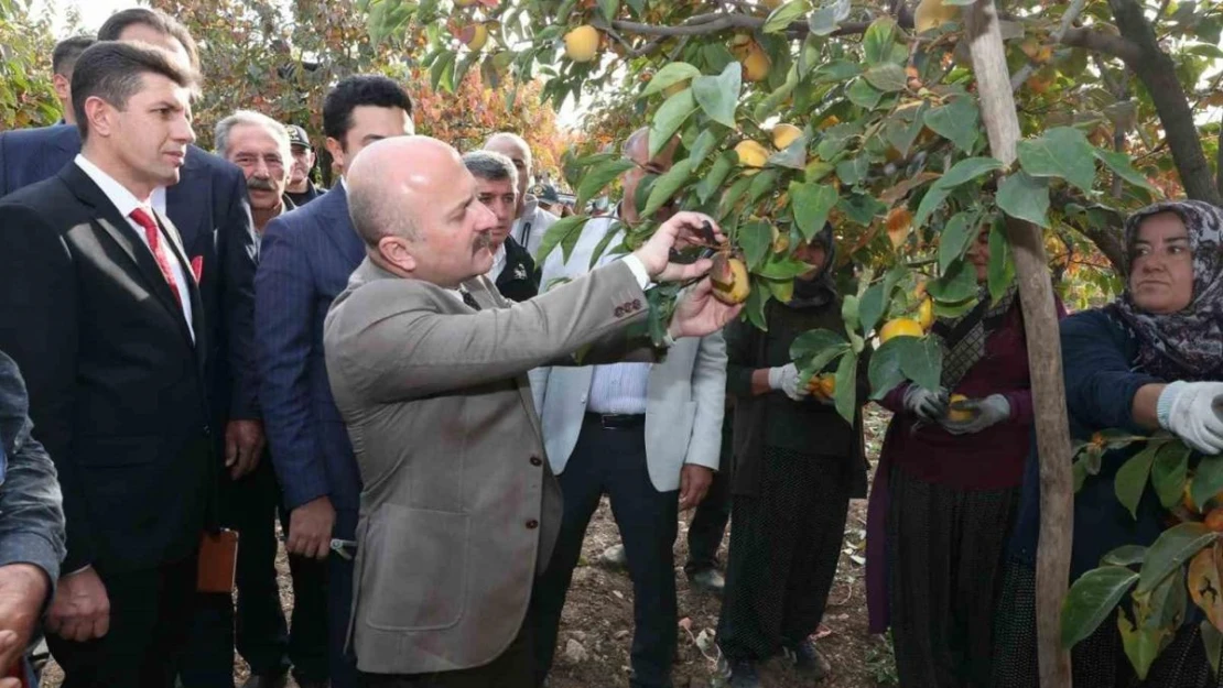 Gölbaşı ilçesinde hurma hasadı başladı