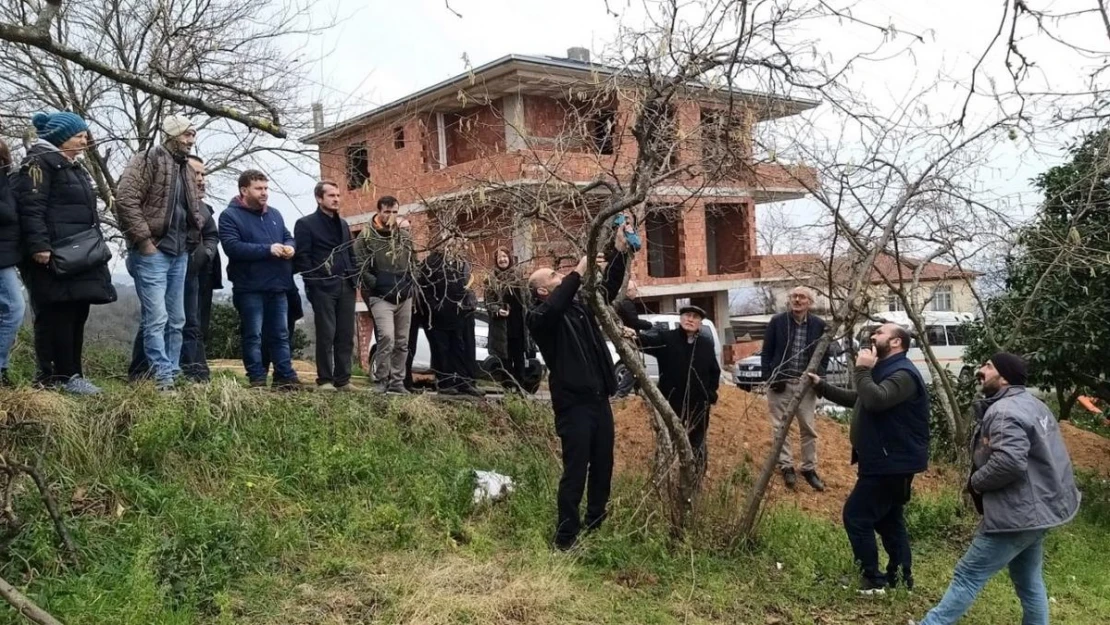 Görele'de fındıkta verimin artırılması için uygulamalı fındık bahçesi kuruldu